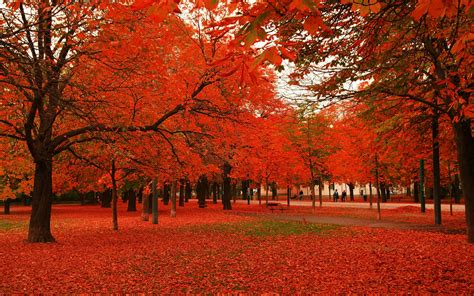 🔥 Download Red Leaves Autumn Trees Wallpaper By Samanthan Fall