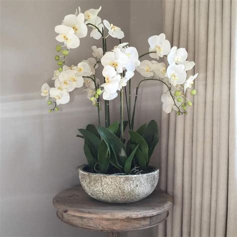 White Orchid Phalaenopsis Plants In Stone Look Bowl Orchid Flower