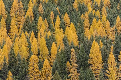 Make sure there's a 2 gap between the trunk of the boxwood and the mulch, or this can seriously increase the risk of root rot. Why Do Larch Needles Turn Yellow and Fall Off? - Flathead ...