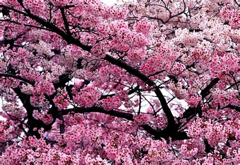 Flowers Spring Blossom Wallpaper Free Best Pics