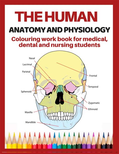 Buy The Anatomy And Physiology Colouring Work Book For Medical Dental