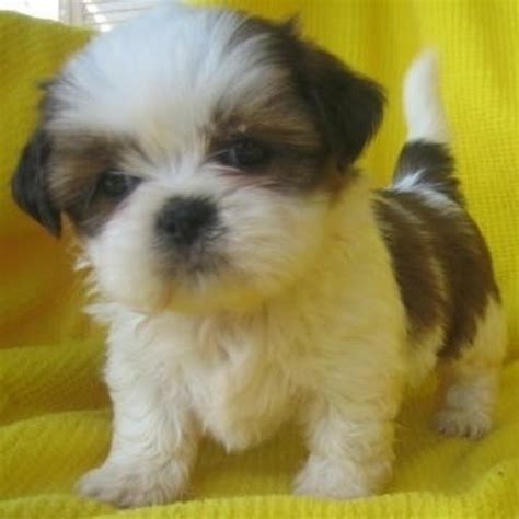 48 Very Cute Shih Tzu Puppy Pictures And Photos