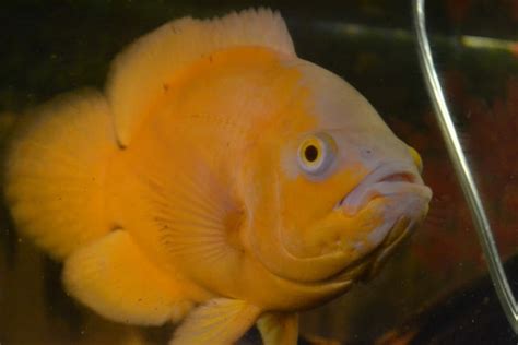 13 Types Of Oscar Fish For Aquarium With Images Aqua Goodness