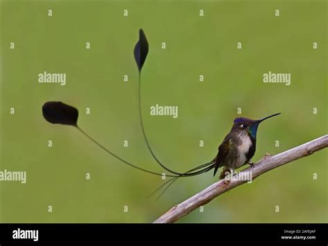 A Marvelous Spatuletail Hummingbirds The Most Rare And Spectacular