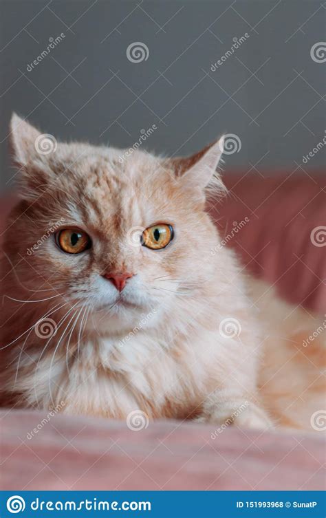 Old Persian Cat Looking Something Stock Photo Image Of Isolated Eyes