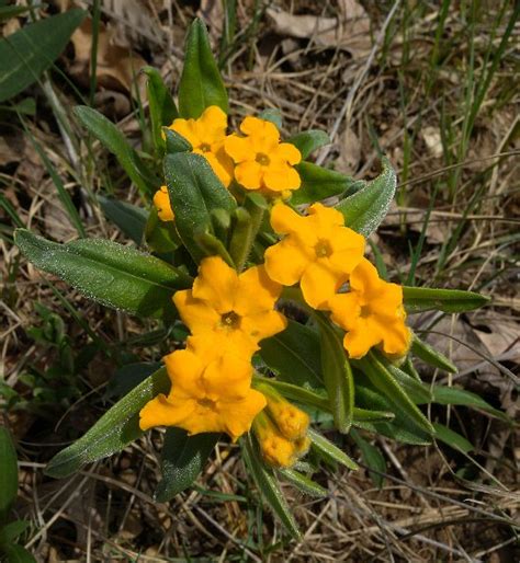 Hoary Puccoon Lithospermum Canescens