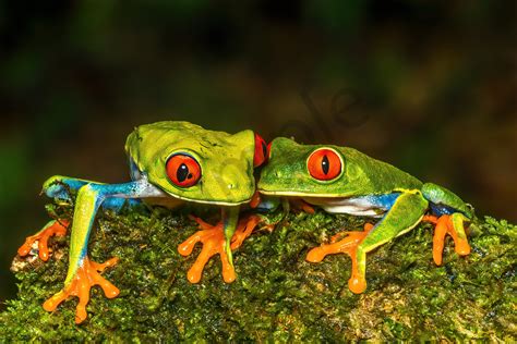 Red Eyed Tree Frog 16 Photography Art John Martell Photography
