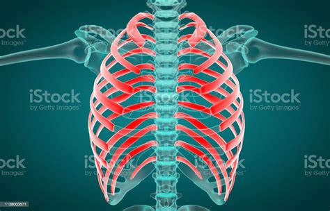 3d Illustration Of Human Skeleton System Rib Cage Anatomy Stock Photo