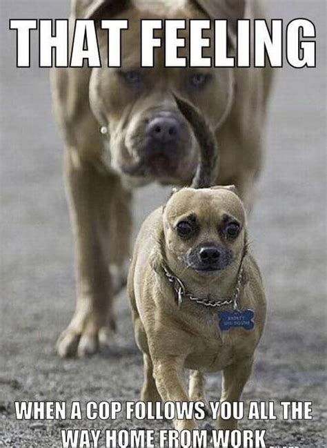 10 Of The Best Dog Memes On The Web Dog Lovers Corner
