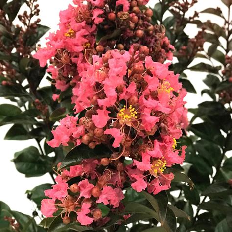 First Editions Coral Magic Crape Myrtle Crmcma03g The Home Depot