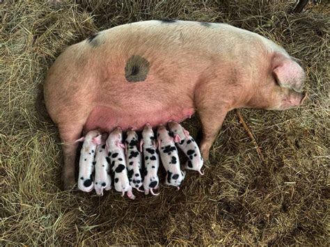 Birthing Piglets What You Need To Know Abundant Permaculture