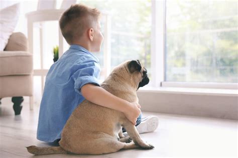 1280 x 720 jpeg 62 кб. 10 Best Pets for Kids - Pet Life Today