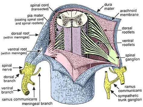 Spinal Cord Anatomy Spine Orthobullets
