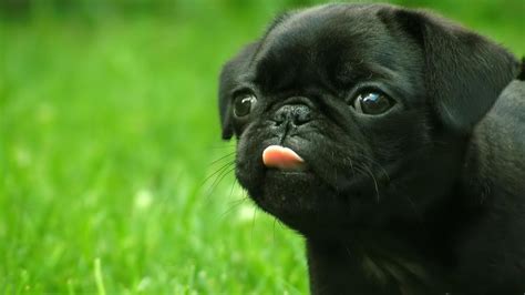 Cute Black Pug Puppy Wallpaper Screensaver Background Puppies Black