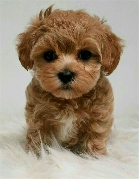 She is a super sweet puppy who is raised with children and has sooo. Pin by enticing on malti poo love | Maltipoo puppy, Yorkie ...