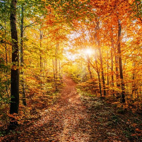 Forest Road In The Autumn Landscape Ukraine Europe Stock Photo