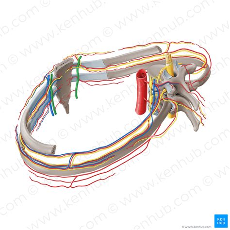Internal Thoracic Artery 19737 Kenhub Image License Store