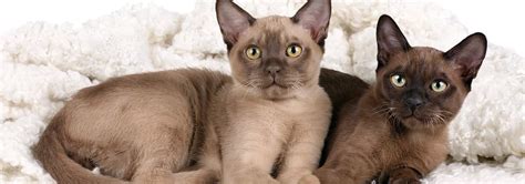 Burmese Cat Breed Facts And Personality Traits Hills Pet