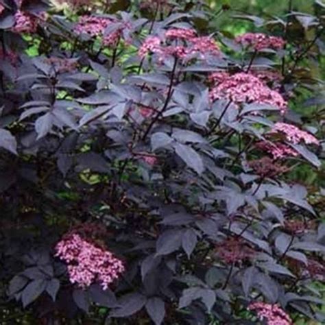 5 Shrubs That Look Great In The Midwest Grow Beautifully With Images