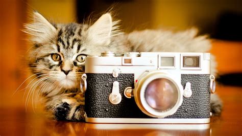 We looked at features such as. 43+ Cute Camera Wallpaper on WallpaperSafari