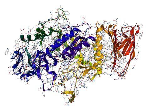 Enzymes Function Definition And Examples