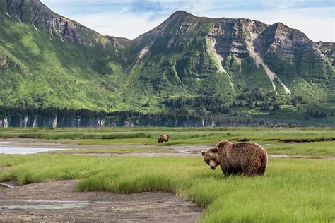 Usa Alaska Katmai National Park Photograph By Frank Zurey