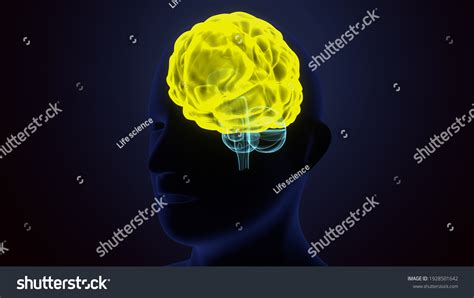 3d Render Human Brain Xray Cells Stock Illustration 1928501642
