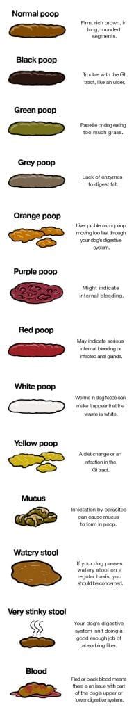 Why Do Dogs Poop Blood