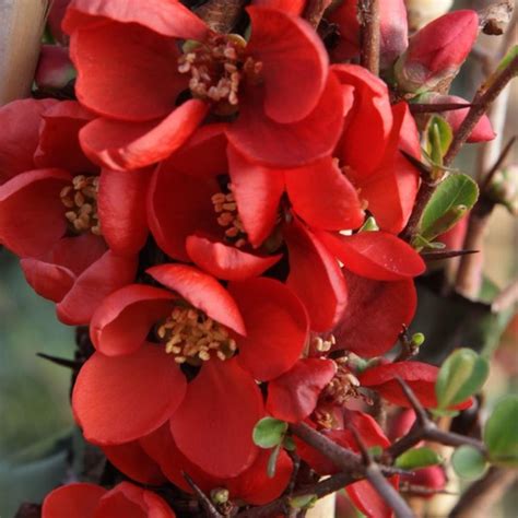 Chaenomeles X Superba Clementine Flowering Ornamental Quince Garden