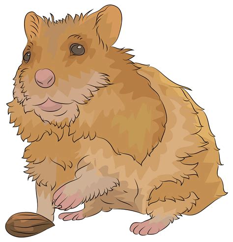 Hamster Clipart Orange Hamster Orange Transparent Free For Download On