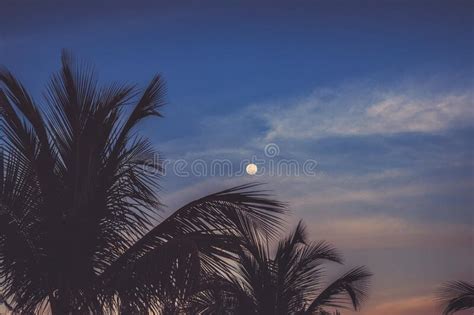 Silhouettes Of Palm Trees Against The Moon And Sky During A Tropical