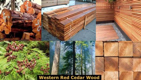 Western Red Cedar Wood Properties Texture Colors Uses And Advantages