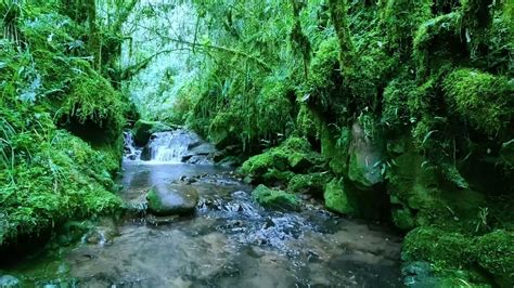Birds Chirping In The Forest Babbling Brook Nature Sounds Creek Sounds Forest Ambience Asmr