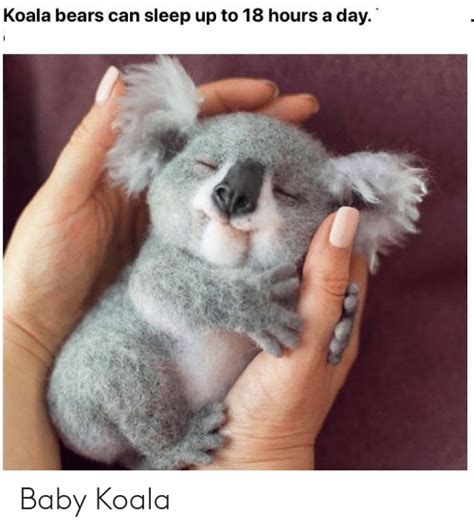 Koala Bears Can Sleep Up To 18 Hours A Day Baby Koala