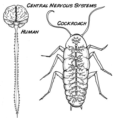 The central nervous system comprises the brain and spinal cord. Nervous System Coloring Page at GetColorings.com | Free ...