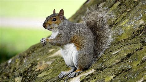 Hd Wallpaper Squirrel On Brown Tree Trunk Grey Squirrel Wood Animal