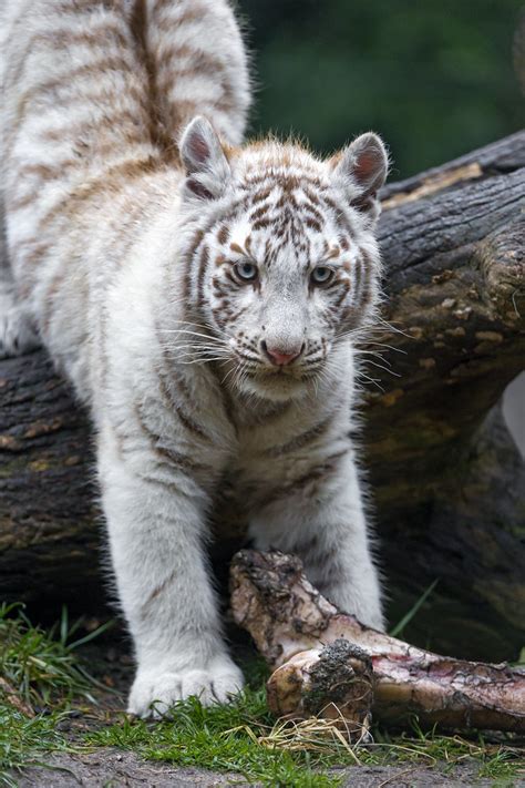 White Tiger Cub Getting Down The Branch This White Tiger C Flickr