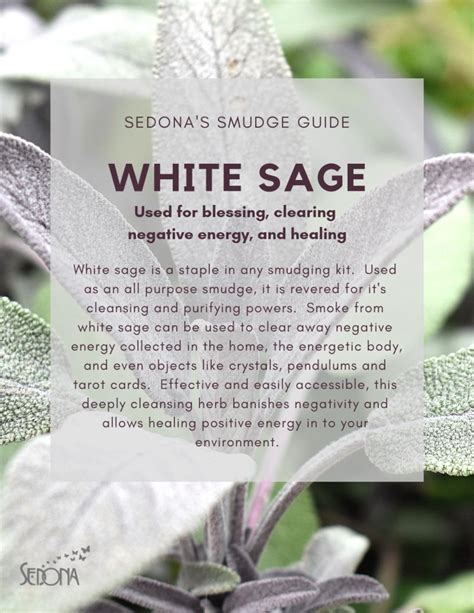 White Sage Blessing Clearing Negative Energy And Healing Sage