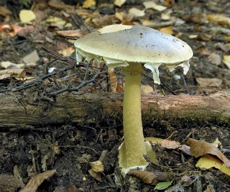 7 Of The Worlds Most Poisonous Mushrooms