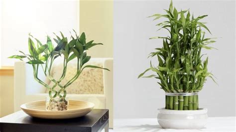 From Cutting To Caring A Guide To Growing Lucky Bamboo From Cuttings