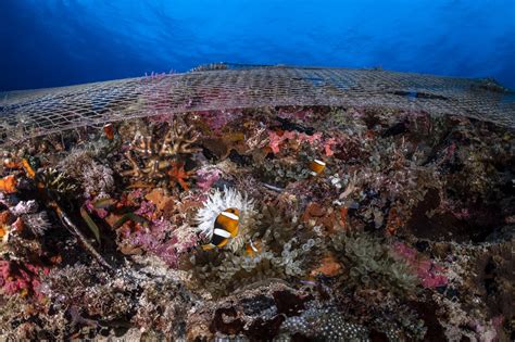 Underwater Photographer Henley Spierss Gallery