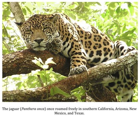 Texas Cryptid Hunter Endangered Jaguars Granted Critical Habitat In