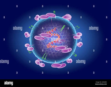 Tick Borne Encephalitis Virus Illustration Stock Photo Alamy