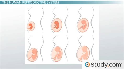 Human Sexual Anatomy Physiology Major Features Functions Video Lesson Transcript