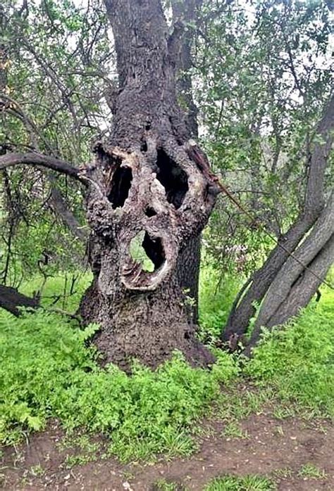 Pin By Daisy Bellis On Trees Weird Trees Tree Faces Tree