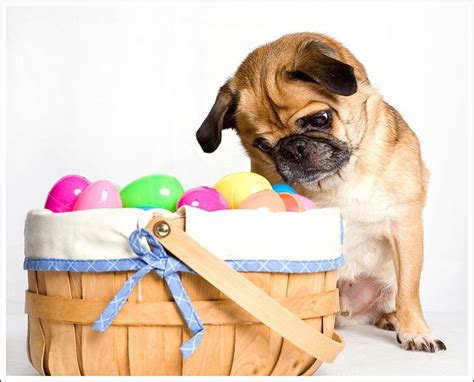 17 Best Images About Easter Pugs On Pinterest Easter Eggs
