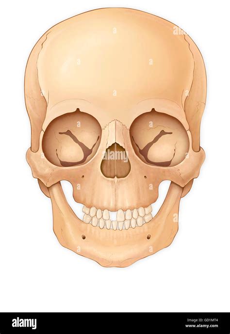 Vista Frontal Normal Del Cráneo De Un Niño Fotografía De Stock Alamy