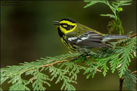 Birds Of North America Focusing On Wildlife