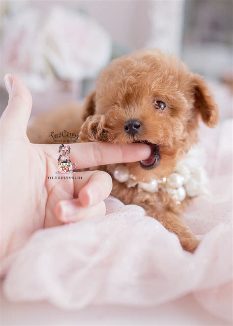 South Florida Toy Poodle Breeder Teacup Puppies And Boutique