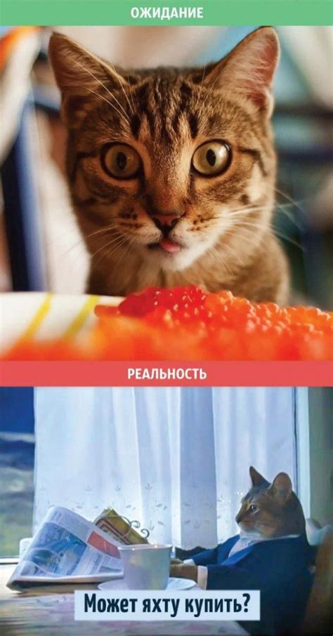 Life With A Cat Expectations Vs Reality 12 Pics 14 S